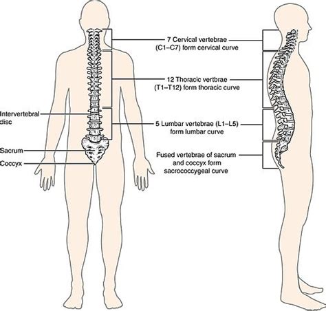 What Is Lumbopelvic Rhythm Understanding Lumbopelvic Rhythm Impact On