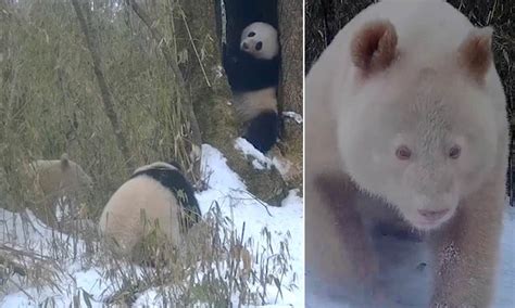 The World S Only All White Panda Is Caught On Camera