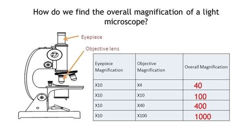 Microscope Magnification Levels