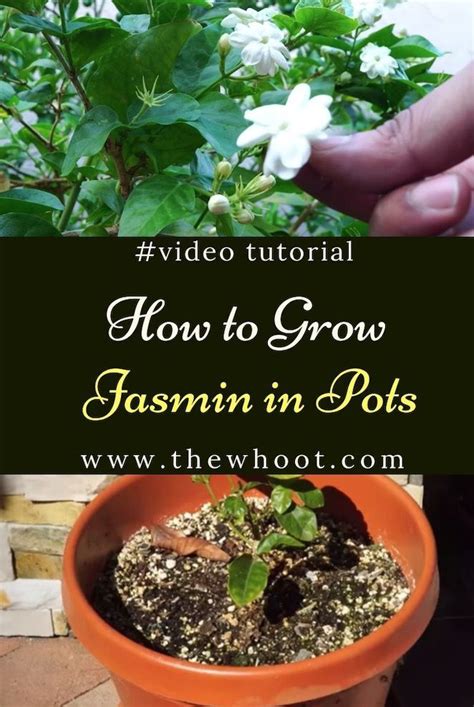 How To Grow Star Jasmine In Pots Video Jasmine Plant Vegetable