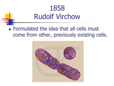 Ppt The Cell Theory Powerpoint Presentation Free Download Id5835927