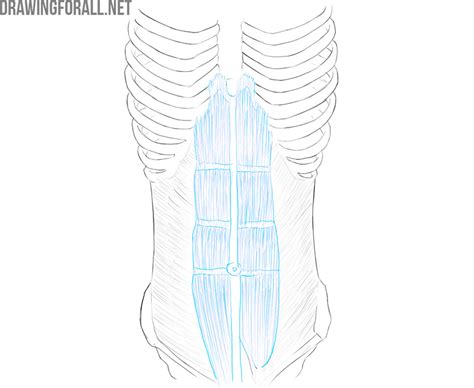 Human Torso Anatomy