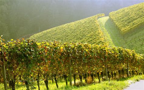 Vineyard Wallpapers Top Free Vineyard Backgrounds Wallpaperaccess