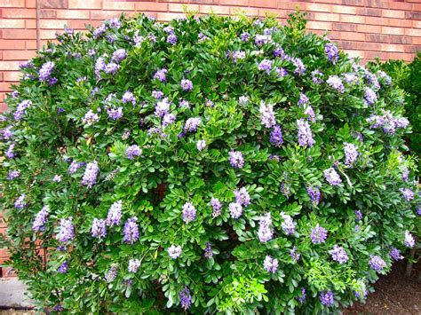 16 flowering shrubs for shade. It's official…spring has sprung! | Shade plants, Texas ...
