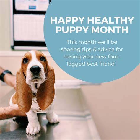 9 Tips For Raising A Happy Healthy Puppy — Pet Vaccination Clinic