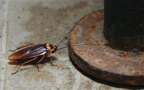 Ultimate Guide To Roach Identification Cockroach Control And Prevention