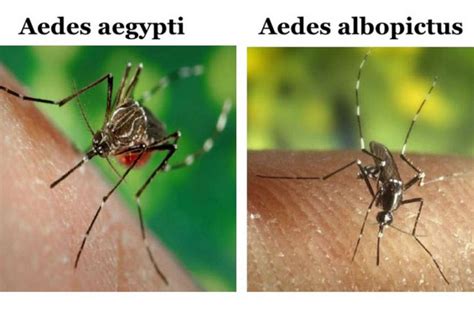 Inspirasi Terkini Jenis Nyamuk Aedes Jendela Aluminium