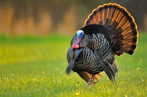 Wild Facts About That Thanksgiving Bird Updates From The Us Fish