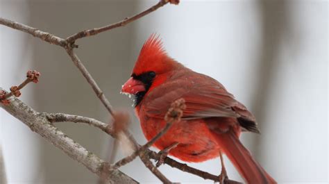 Cardinals In The Snow Feederwatch