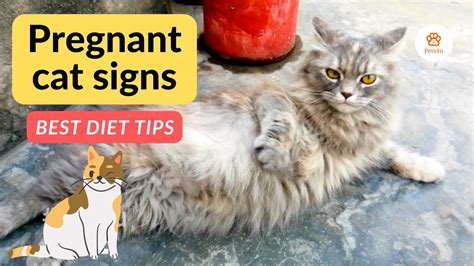 Cat Pregnancy Symptoms And Signs How To Check Cat Is Pregnant At Home