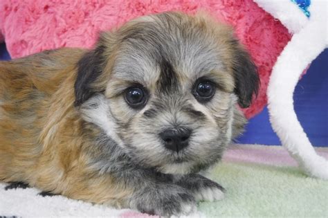 Our babies are all vet checked by a vet doctor and have received current vaccinations. Havanese Puppies for Sale - FL | Royal Flush Havanese
