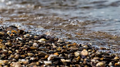 Free Images Water Nature Sand Rock Ocean Leaf Shore Wave Wet River Seaside Wildlife