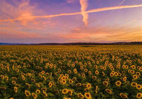 Sunflower Sunset Australian Photography