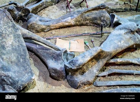 Excavated Dinosaur Fossils In Museum Stock Photo Alamy
