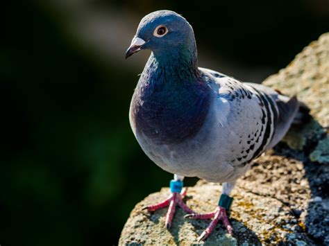 Fotos Gratis Naturaleza Pájaro Animal Solo Fauna Silvestre Pico