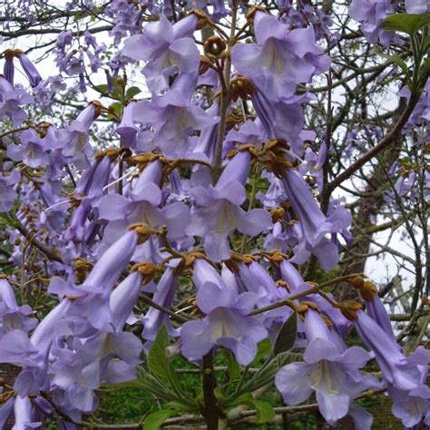 Paulownia tomentosa Kínai császárfa Tájkertész