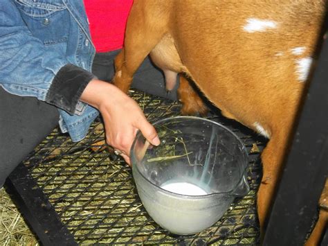 homestead from scratch milking