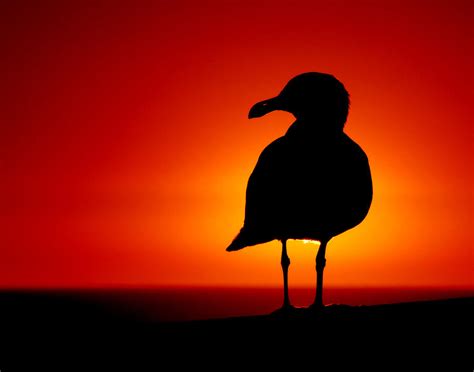 Seagull At Sunset By Robgbob On Deviantart