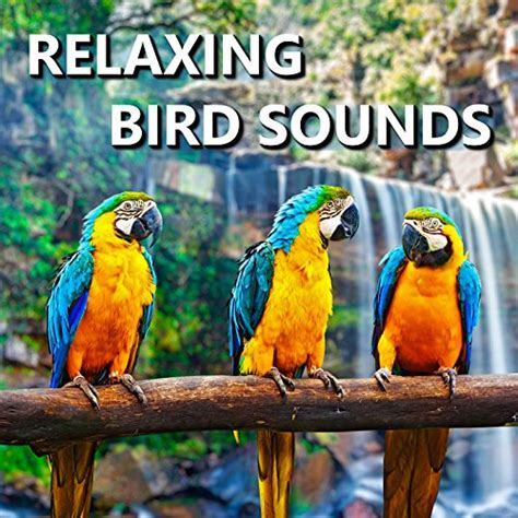 Here are the birds chirping sounds & effects we've found online in both.wav and.mp3 format. Canary Chirping Bird Sounds by Dr. Sound Effects on Amazon ...