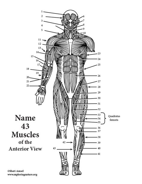 Anterior Muscles Of The Body Labeled Muscle Labeling Anatomy With E