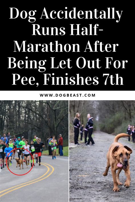 Dog Accidentally Runs Half Marathon After Being Let Out For Pee