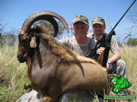 Hawaii Mouflon Sheep Axis Deer Polynesian Boar And More Hunting