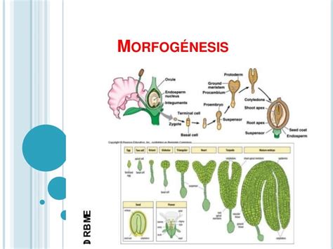 Morfogenesis