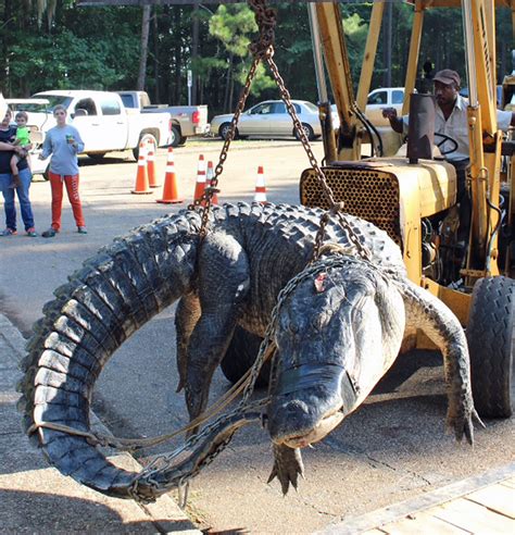 Alabama Native Recounts Catching Record Gator Outdoorhub