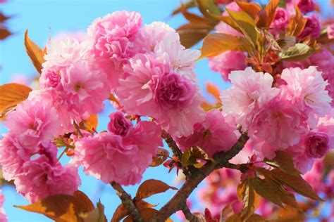 Los 10 árboles Con Flores Rosas Más Bonitos Del Mundo Todo Árboles
