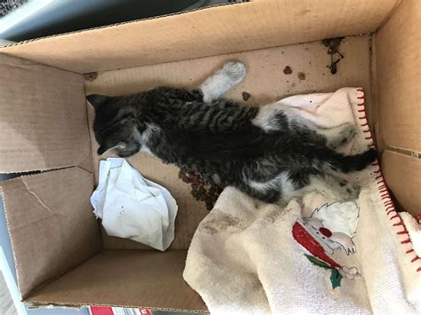Abandoned Kitten Found Dead Inside Cardboard Box Surrounded By Rubbish