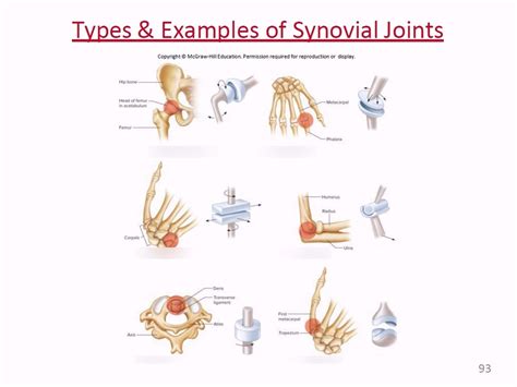 Types And Examples Of Synovial Joints Diagram Quizlet