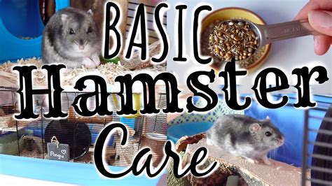 Basic Hamster Care Pet Site How To Care For Your Pet