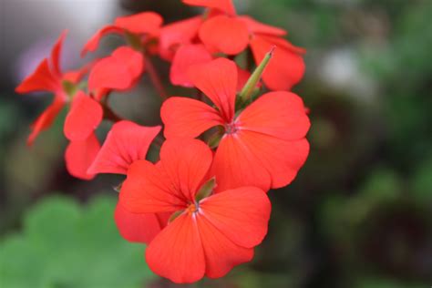 Buy Red Geranium Single Petal Live Plant Bloomybliss