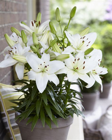 Buy Lily Bulbs Sparkling Joy Dwarf Asiatic Pot Lilies Gold Medal