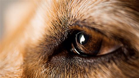 Growing Black Stain In A Dogs Lower Eyelid — Good Or Bad