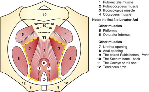 Anatomy Of The Pelvic Cavity 5 Facts About The Anatomy Of The Pelvic