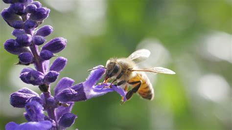 Don't swat or get too close to their hive, and you're not a threat. Honey Bee in Purple Flower | HD Wallpapers