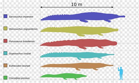Deinosuchus Vs Megalodon