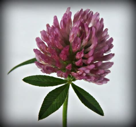 Clover Red Wildfoods 4 Wildlife 2022