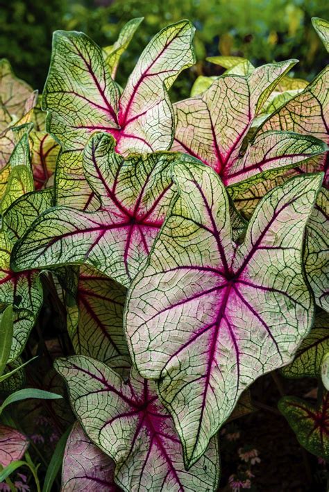 They will bloom early in the season, around the same time that tulips bloom. Winter Care Of Caladium Bulbs: How To Care For Caladium ...