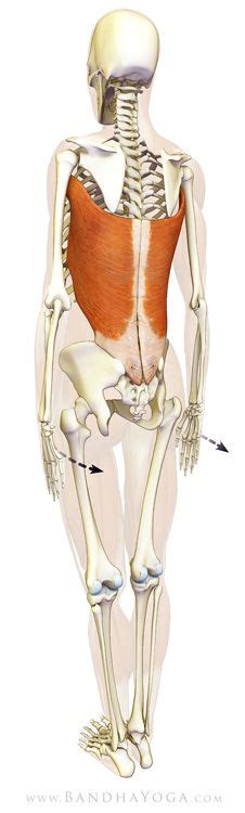 They are the pectoralis major, pectoralis minor, and the serratus the serratus anterior is located more laterally in the chest wall and forms the medial border of the axilla region. Sitting/Standing Up Straight and Expanding the Chest Forward - latissimus dorsi - tadasana ...