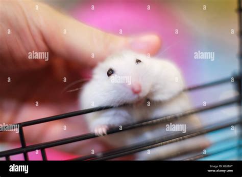 Cute White Exotic Little Baby Winter White Dwarf Hamster On Owner Hand