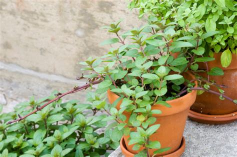 Grüne minze ist eine sehr berühmte minze, die viele von uns besser unter dem namen spearmint kennen. Minze im Topf » Pflanzen und pflegen