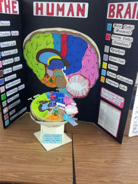 Brain Model Project Ideas Bing Images Biology Projects Science