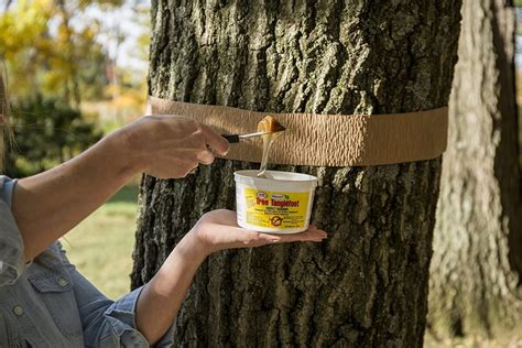 Tanglefoot Tree Care Kit With Tree Insect Barrier And Tangle Guard Wrap
