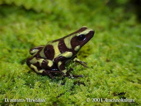 Green And Black Poison Dart Frog Dendrobates Auratus Species Profile