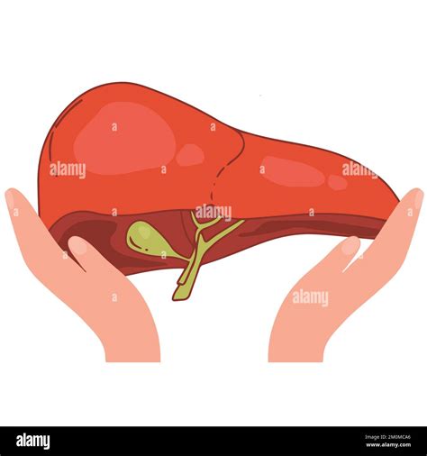 Realistic Liver Anatomy Structure Vector Hepatic System Organ