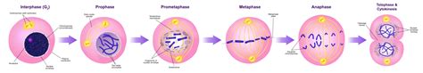Mitosis is preceded by interphase and is divided into four distinct stages: Mitosis: Eukaryotic Cell Division - MHCC Biology 112: Biology for Health Professions