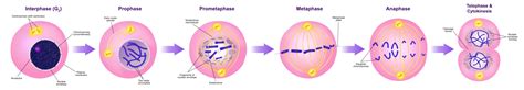 In mitosis and cytokinesis, the contents of the dividing cell are equally distributed between two daughter cells. Mitosis: Eukaryotic Cell Division - MHCC Biology 112 ...