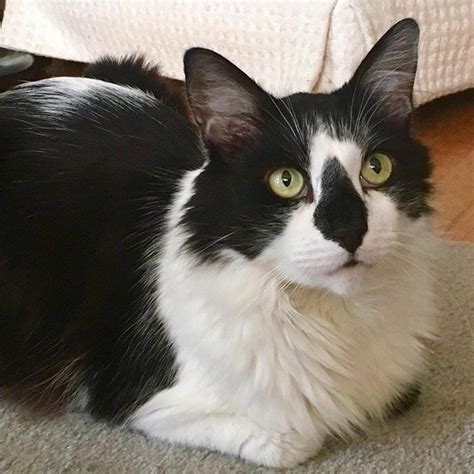 Sorry, we do not currently have any cats available for adoption. Aug 2018, Oakland, CA - Hi, my name is JACKSON and I'm a ...